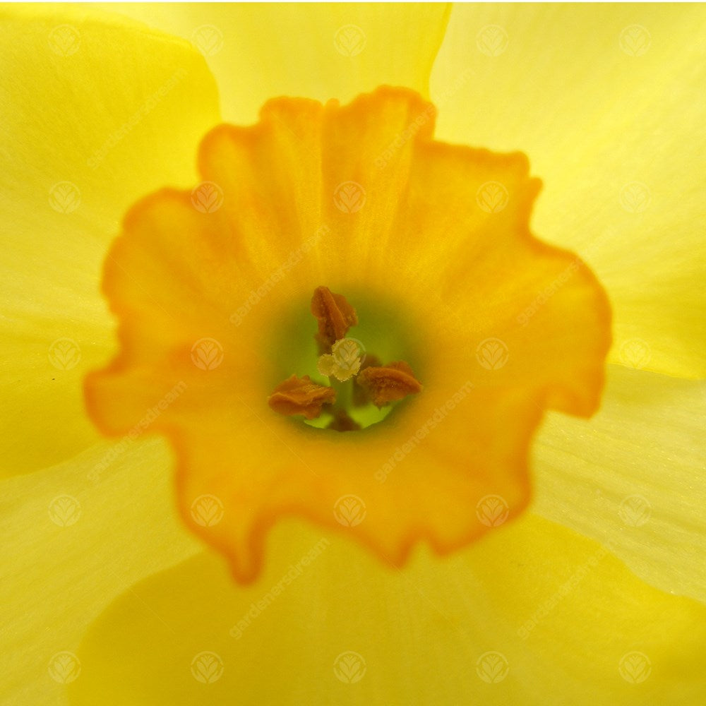 Daffodil Golden Dawn -MASTER-