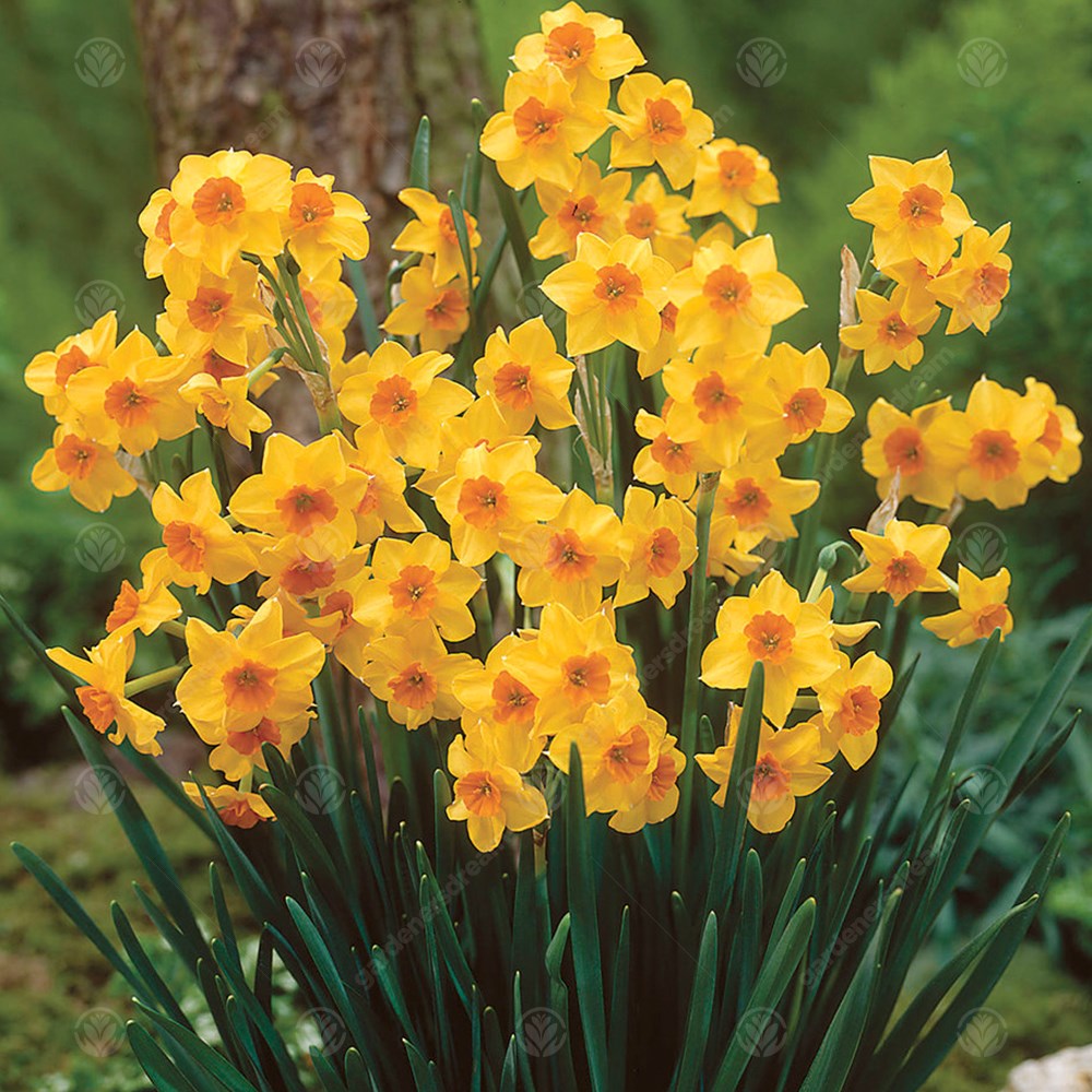 Daffodil Golden Dawn -MASTER-