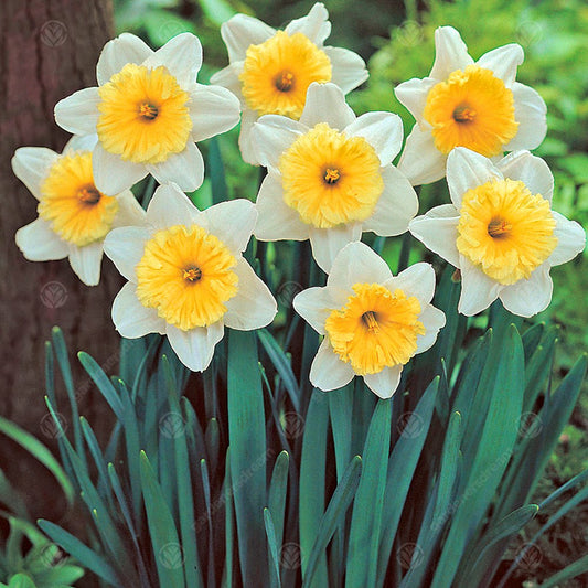 Daffodil Ice Follies -MASTER-
