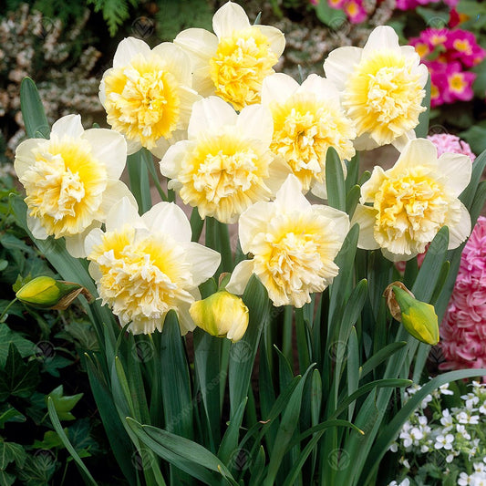 Daffodil Ice King -MASTER-