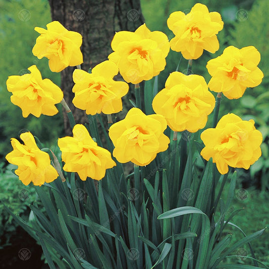 Daffodil Jack the Lad -MASTER-