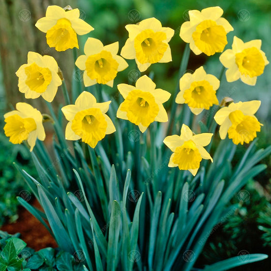 Narcissus January -MASTER-