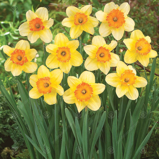 Daffodil Juanita -MASTER-