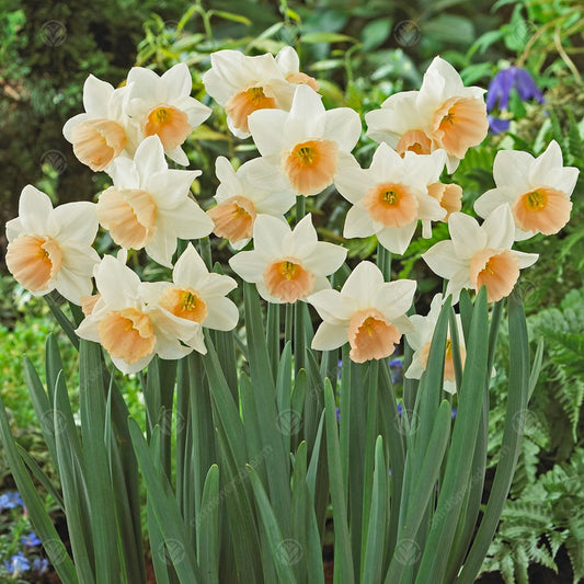 Narcissus Katie Heath -MASTER-