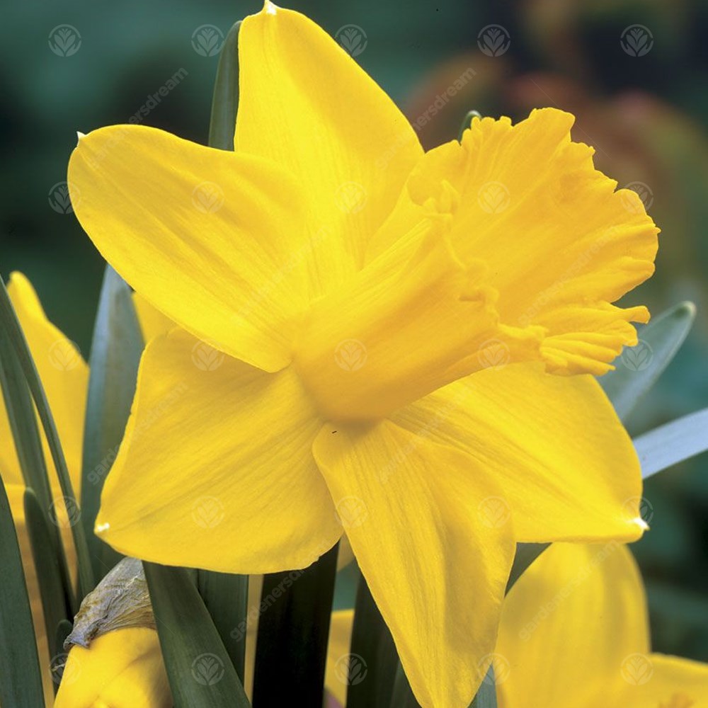 Daffodil King Alfred Select -MASTER-