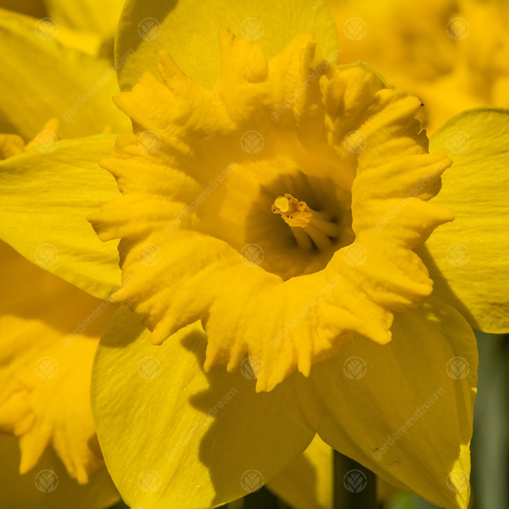 Daffodil King Alfred Select -MASTER-