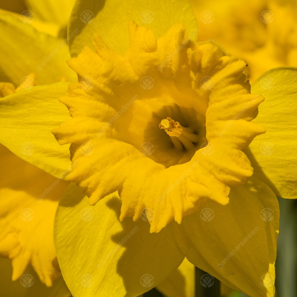 Daffodil King Alfred Select -MASTER-