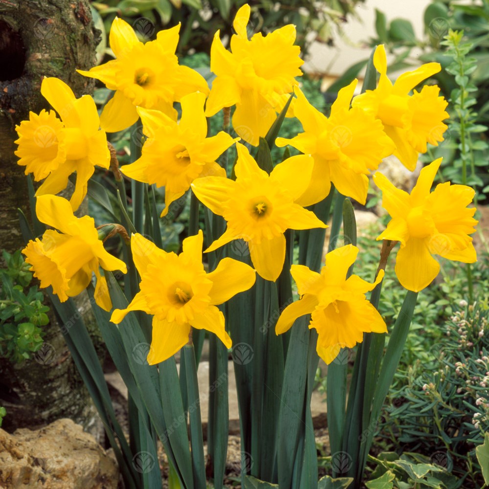 Daffodil King Alfred Select -MASTER-