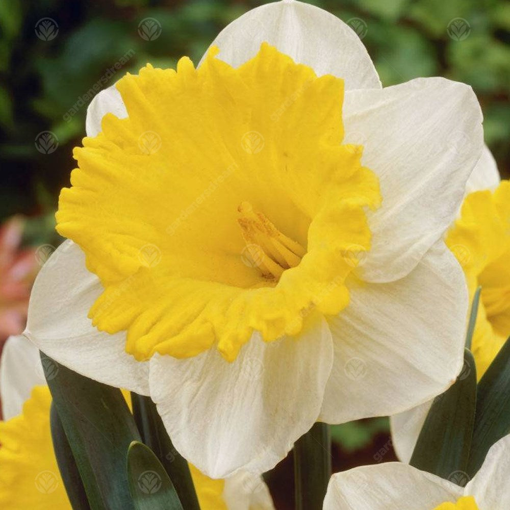 Daffodil Las Vegas -MASTER-