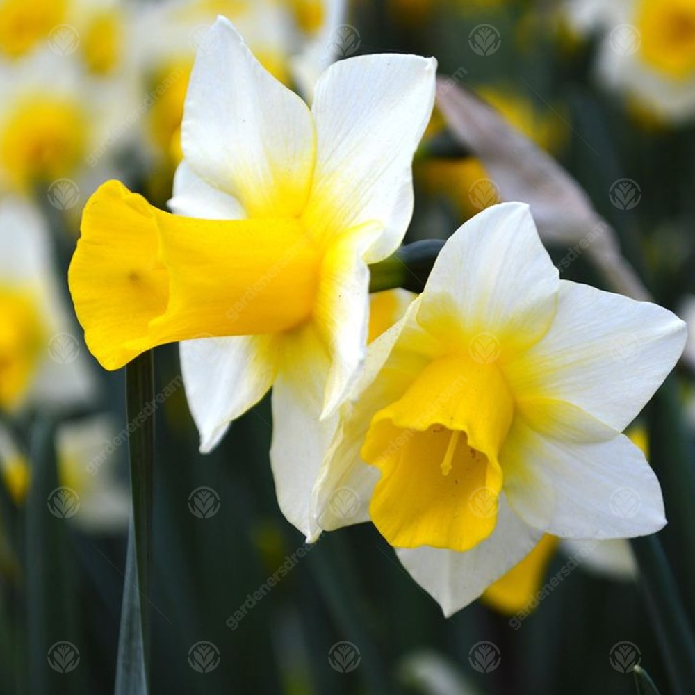 Daffodil Las Vegas -MASTER-