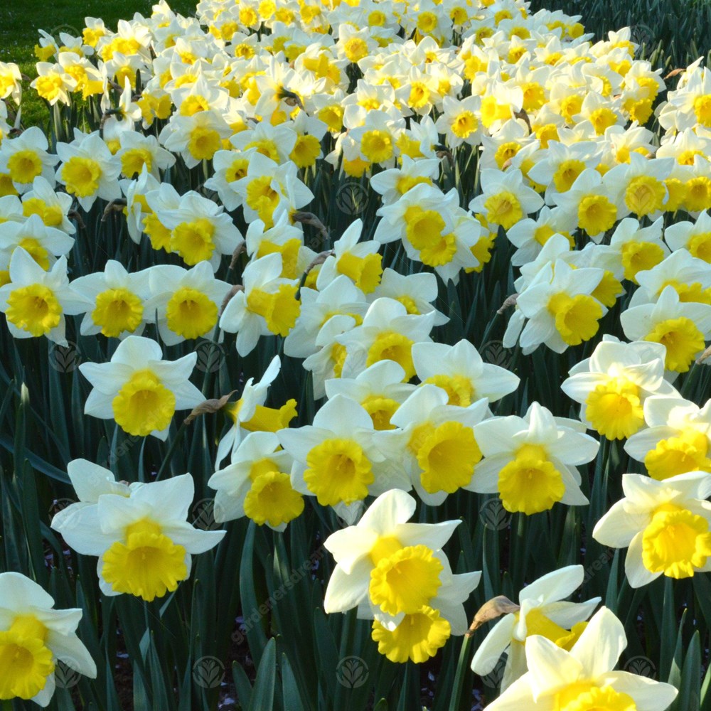 Daffodil Las Vegas -MASTER-