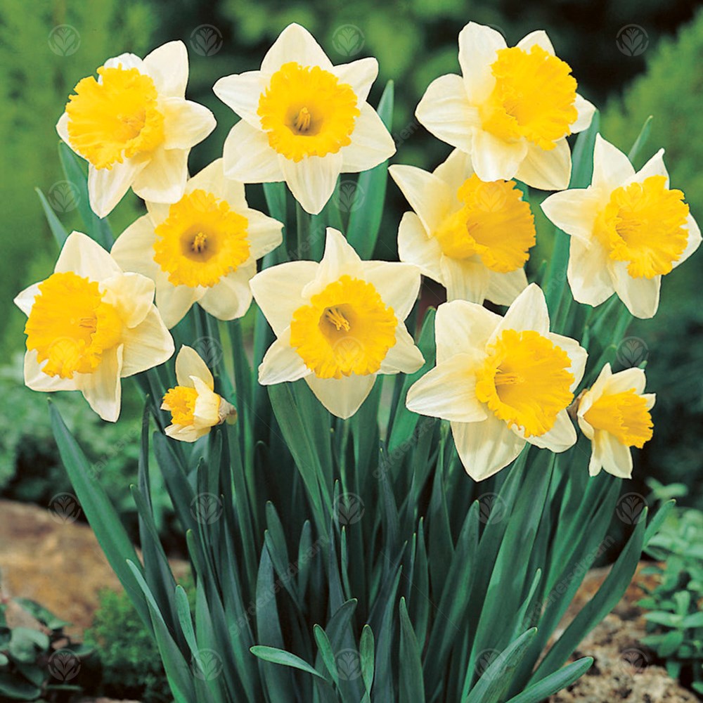 Daffodil Las Vegas -MASTER-