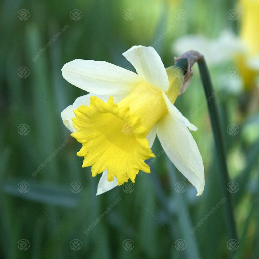 Narcissus Lobularis -MASTER-