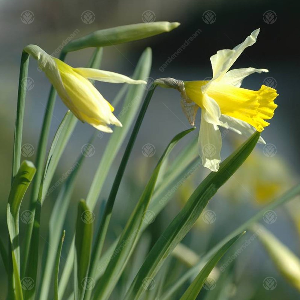 Narcissus Lobularis -MASTER-