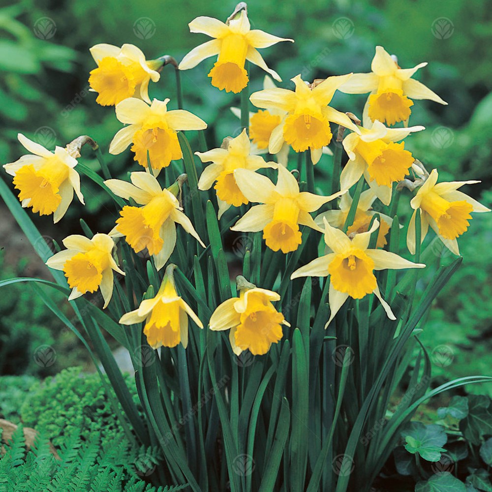 Narcissus Lobularis -MASTER-