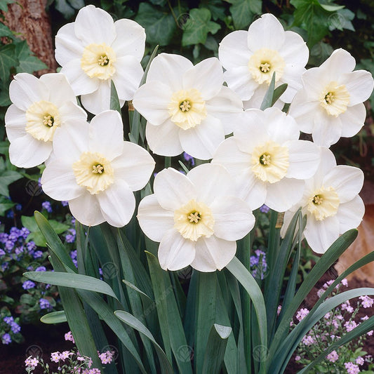 Daffodil Loth Lorien -MASTER-