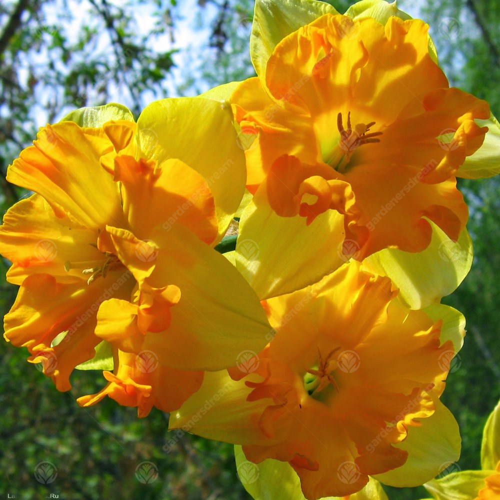 Daffodil Mondragon -MASTER-