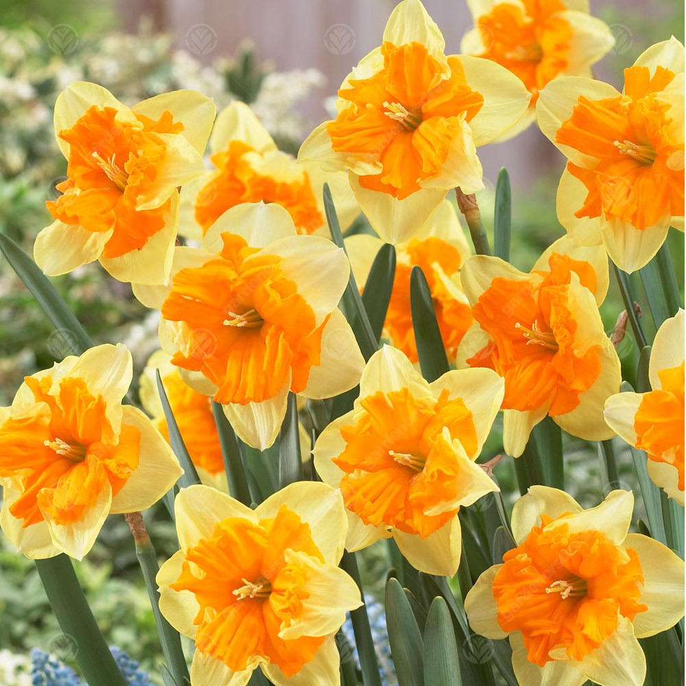 Daffodil Mondragon -MASTER-