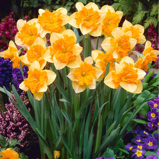 Daffodil Mondragon -MASTER-