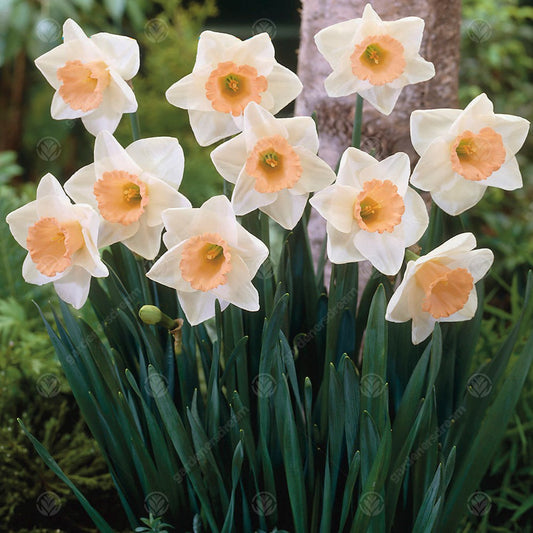 Daffodil Pastel Gem -MASTER-