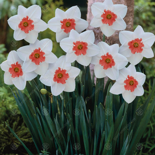 Daffodil Perfect Lady -MASTER-