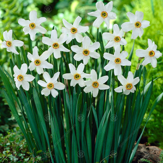 Daffodil Pheasant's Eye -MASTER-