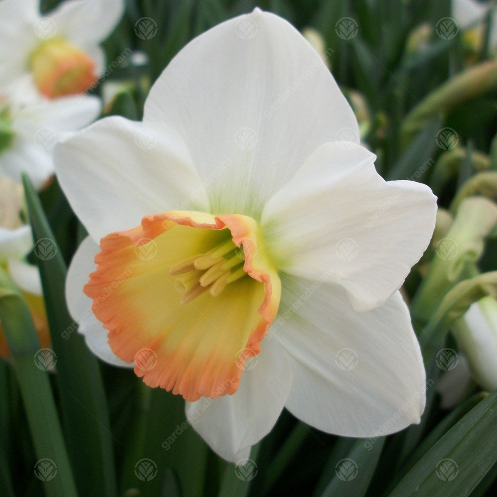 Daffodil Rainbow -MASTER-