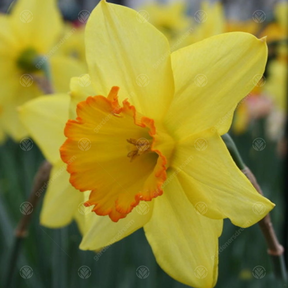 Daffodil Sacajawea -MASTER-