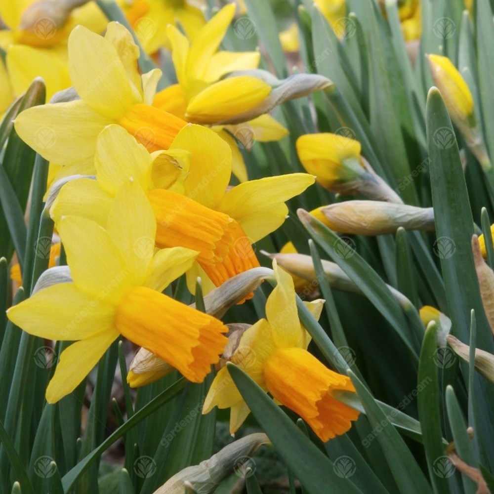 Daffodil Sacajawea -MASTER-