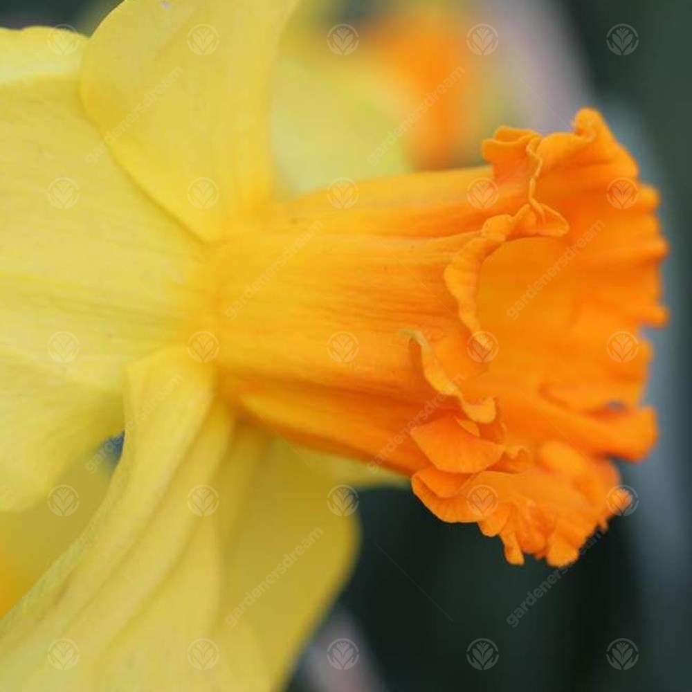 Daffodil Sacajawea -MASTER-