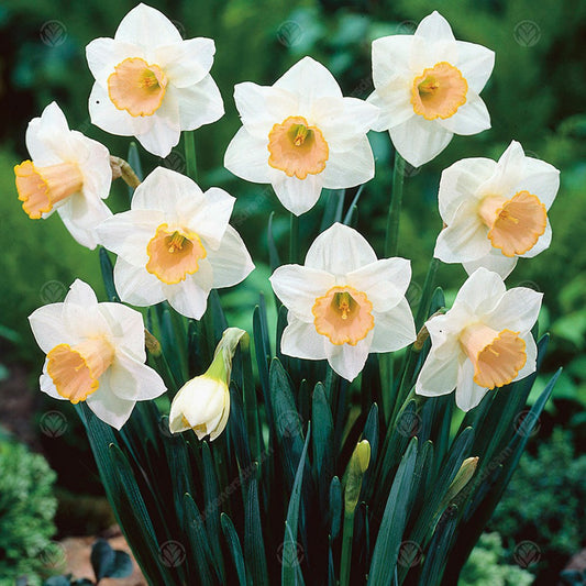Daffodil Salome -MASTER-