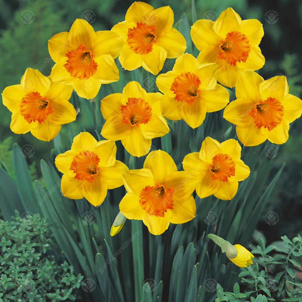Daffodil Sealing Wax -MASTER-