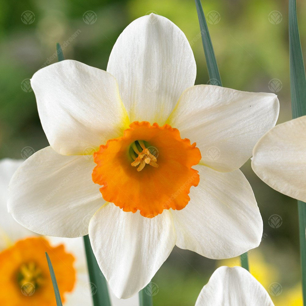 Daffodil Sempre Avanti -MASTER-