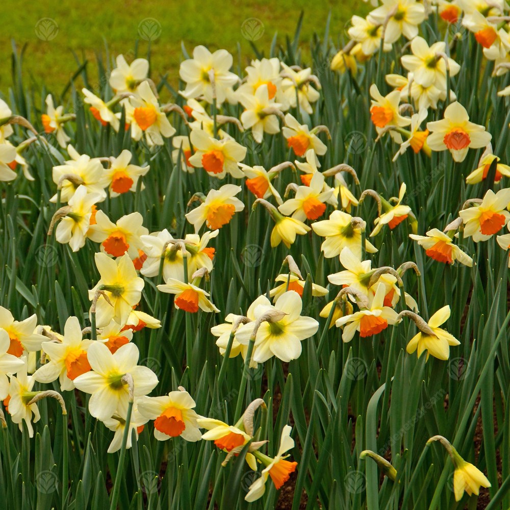 Daffodil Sempre Avanti -MASTER-