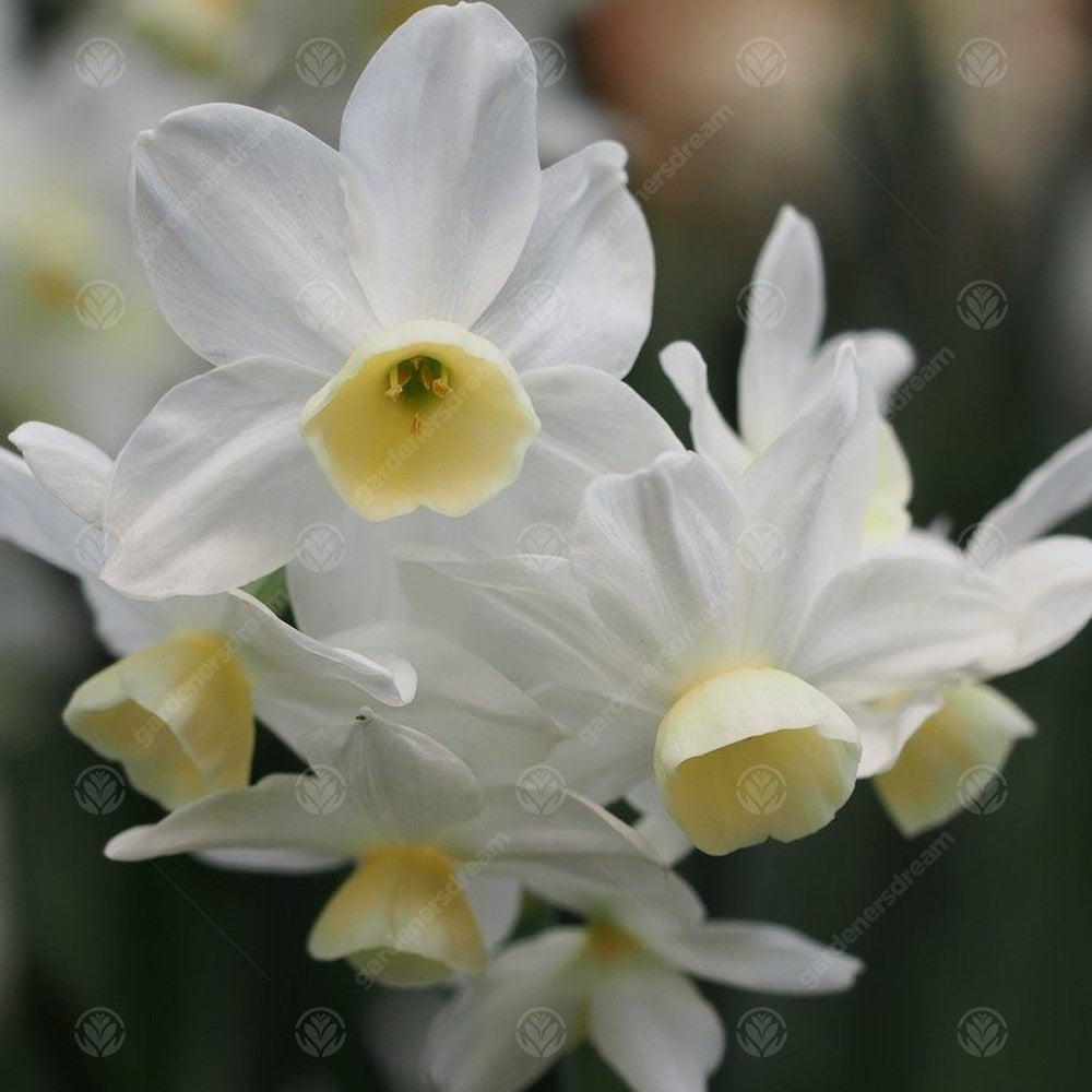 Narcissus Silver Chimes -MASTER-