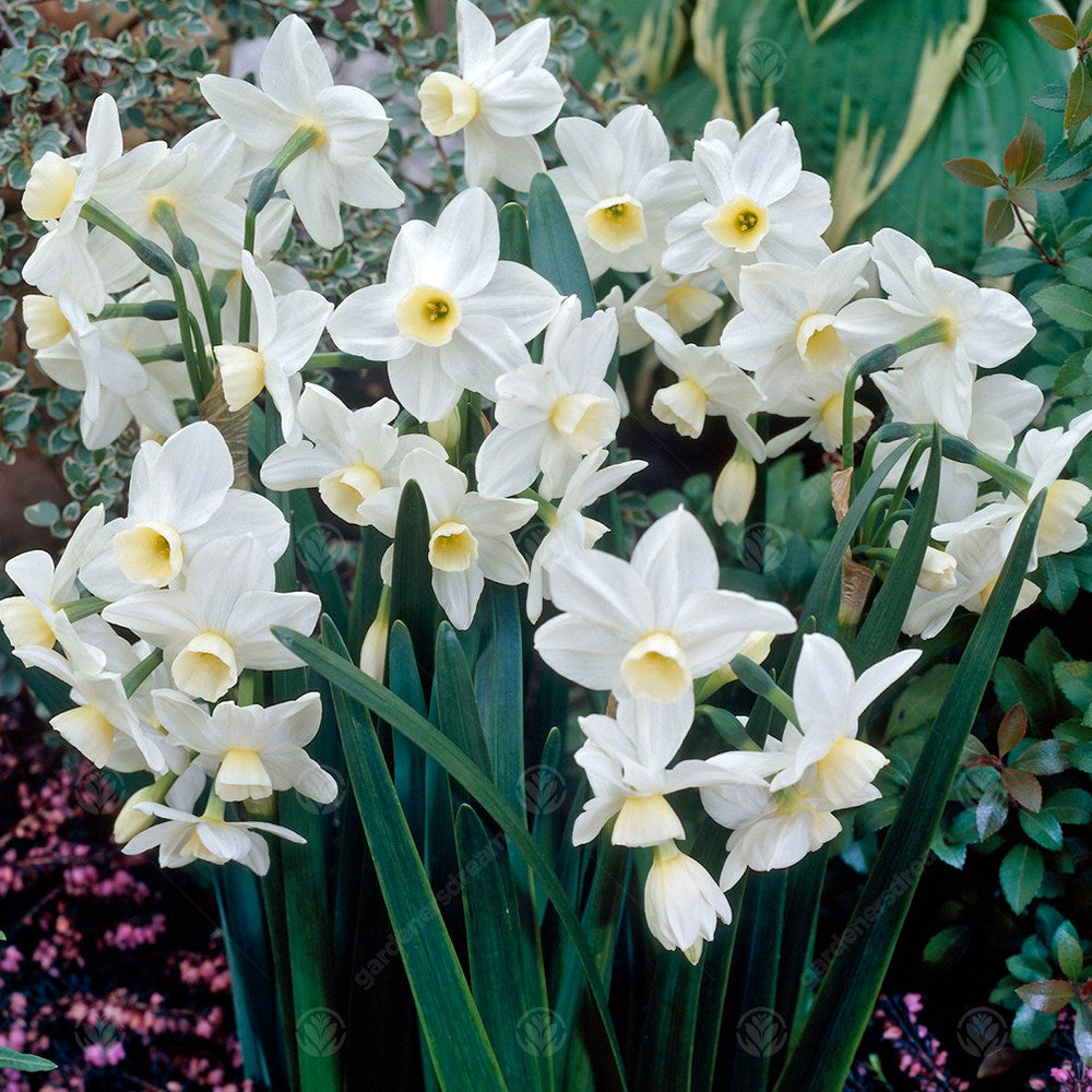 Narcissus Silver Chimes -MASTER-