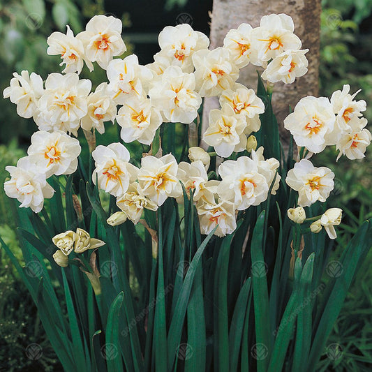 Daffodil Sir Winston Churchill -MASTER-
