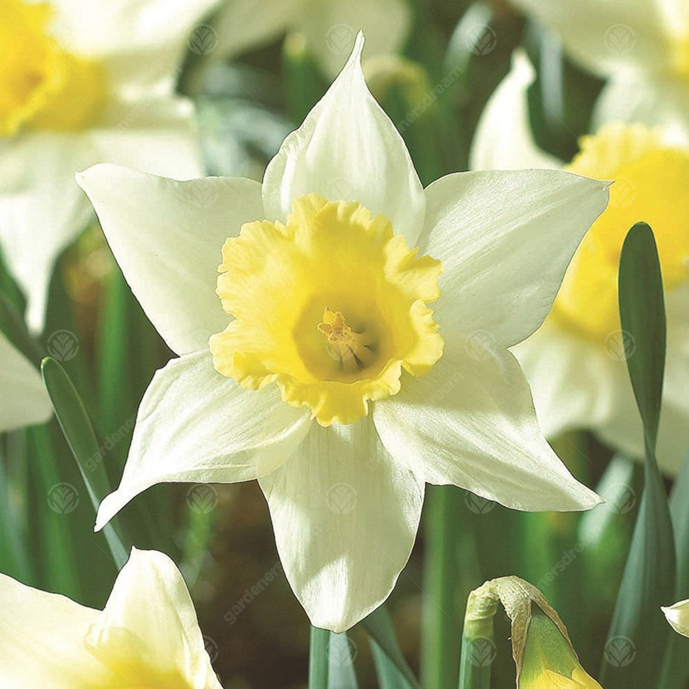 Narcissus Spring Dawn -MASTER-