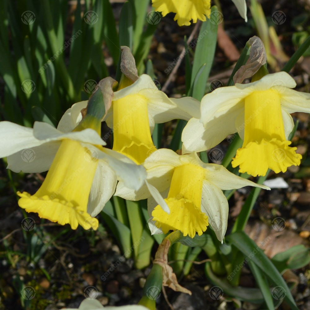 Narcissus Spring Dawn -MASTER-