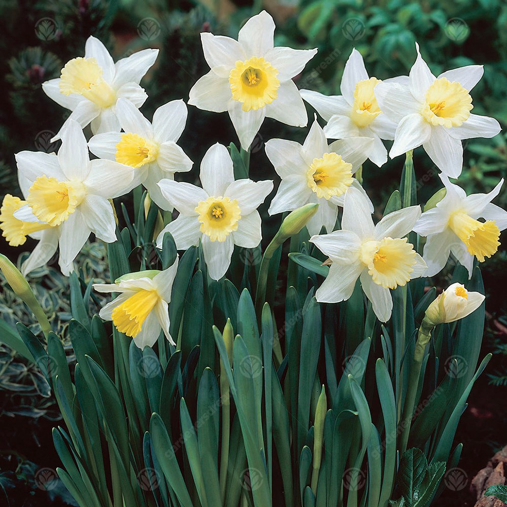 Narcissus Spring Dawn -MASTER-