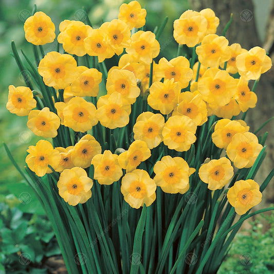 Narcissus Sun Disc -MASTER-