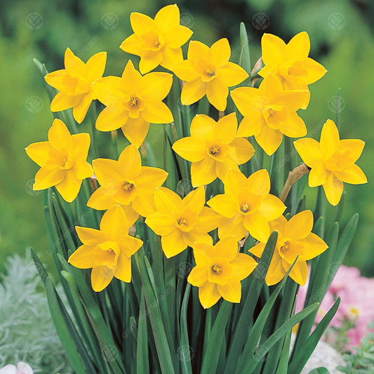 Narcissus Sweetness -MASTER-