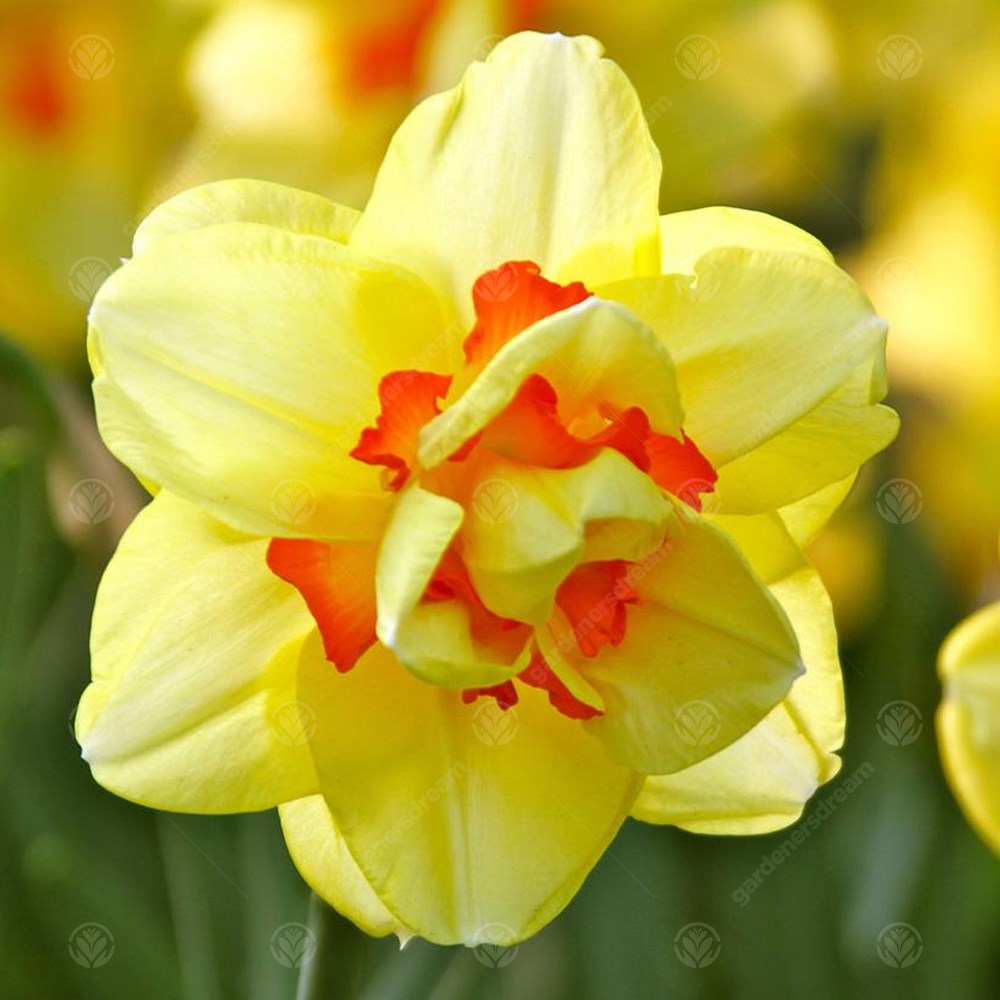 Daffodil Tahiti -MASTER-