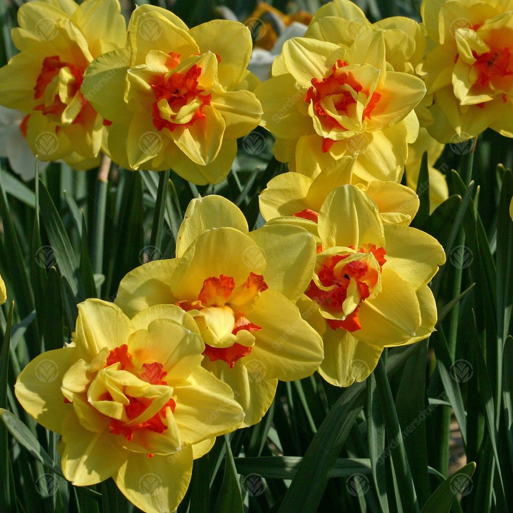 Daffodil Tahiti -MASTER-