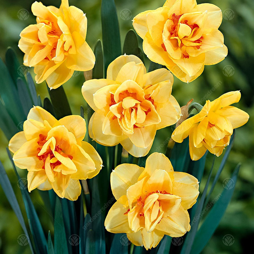 Daffodil Tahiti -MASTER-