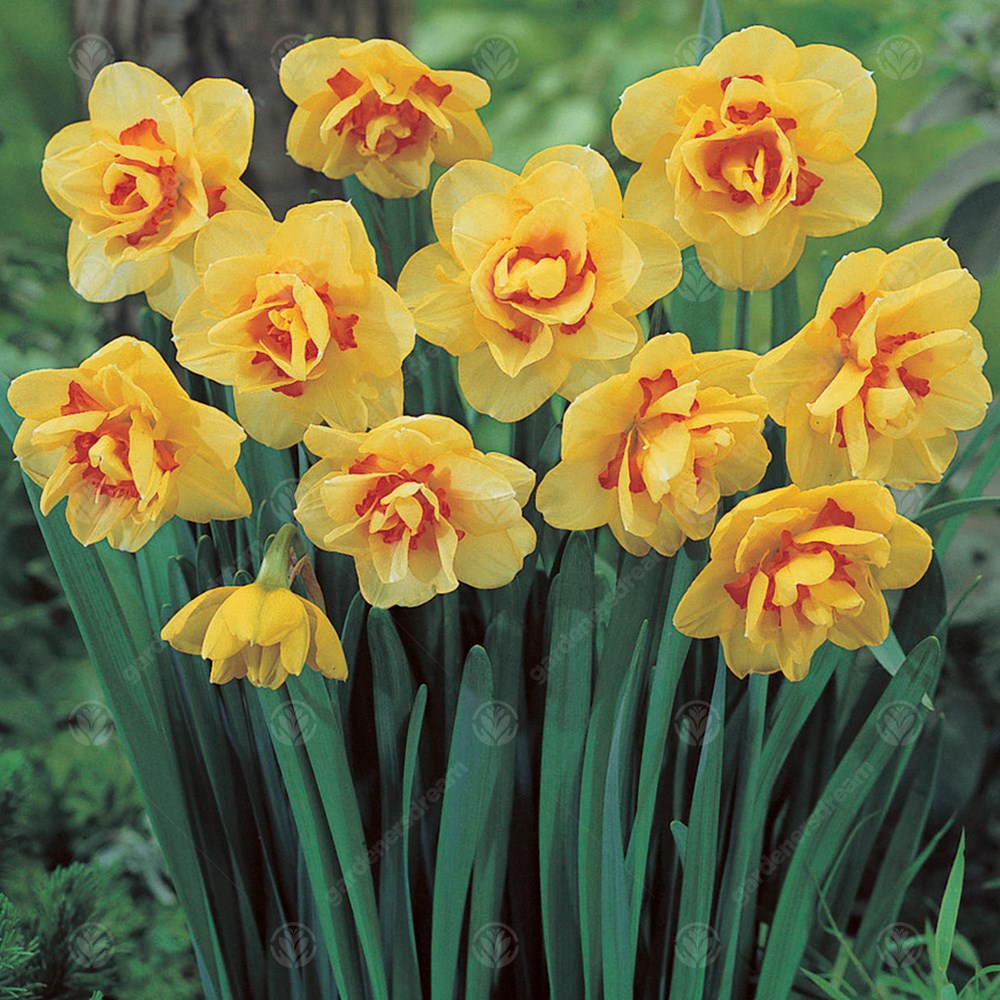 Daffodil Tahiti -MASTER-