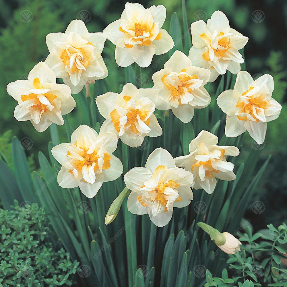 Daffodil White Lion -MASTER-