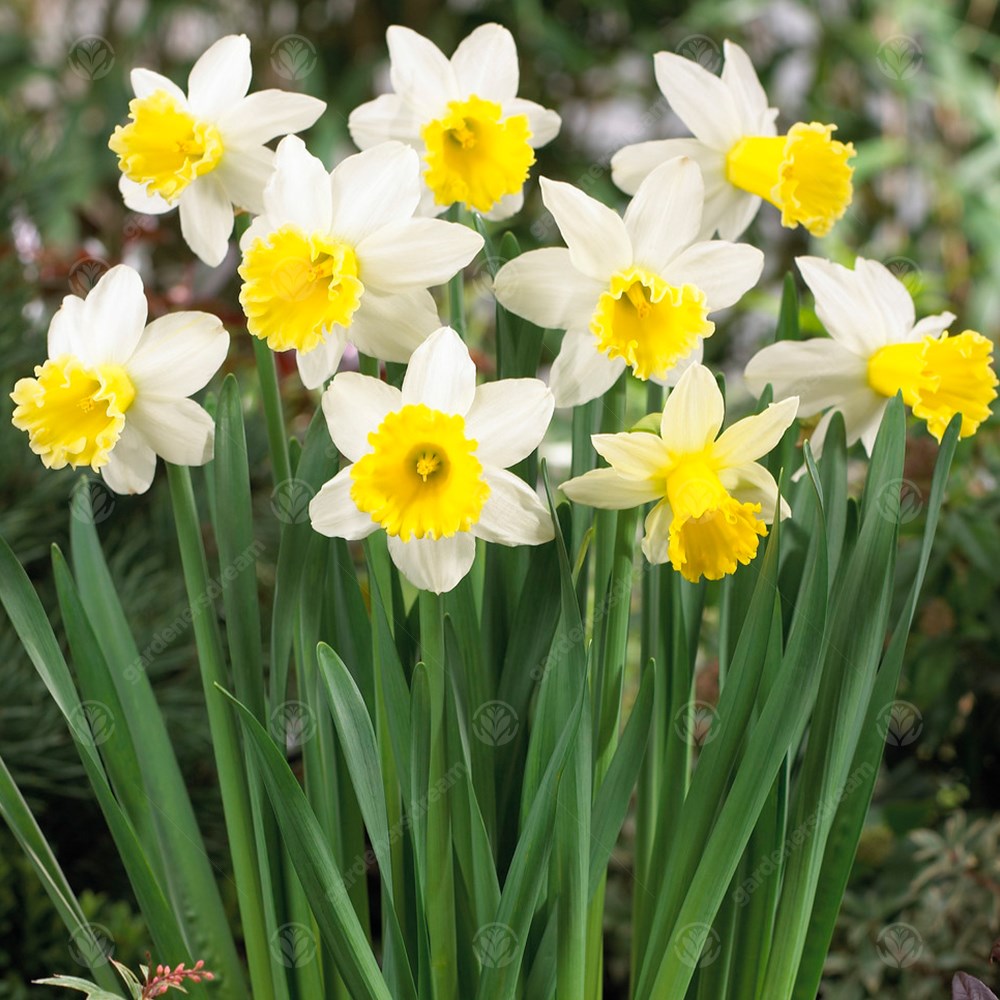 Daffodil Anniversary Gift -MASTER-