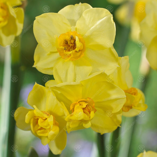 Daffodil Yellow Cheerfulness -MASTER-