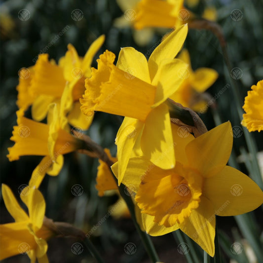 Narcissus Yellow Sailboat -MASTER-